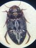 Ilybius quadriguttatus